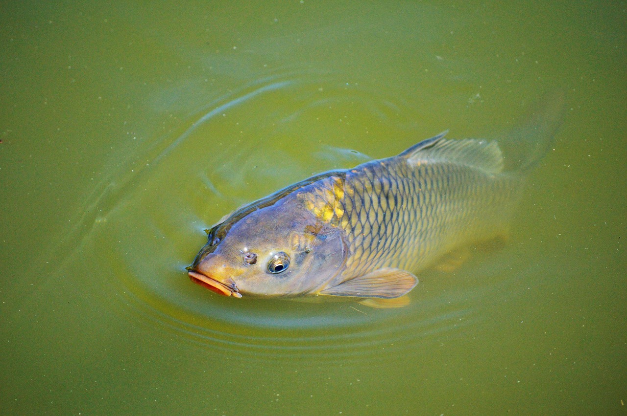 Image - carp fish appear swim pond water