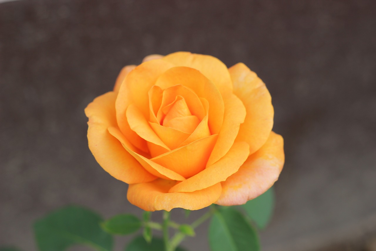 Image - orange rose golden medal floral