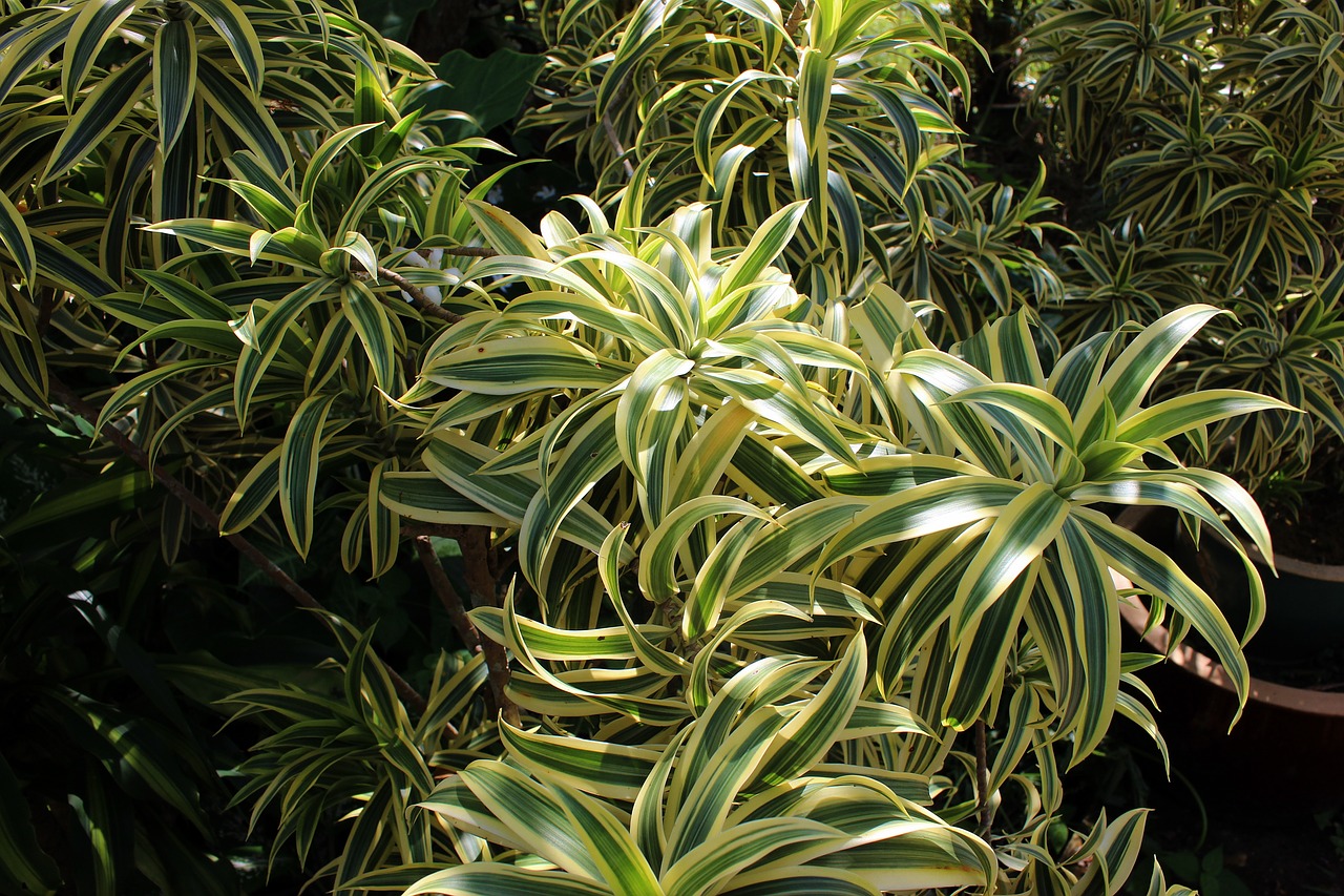 Image - nature leaf tree green plant