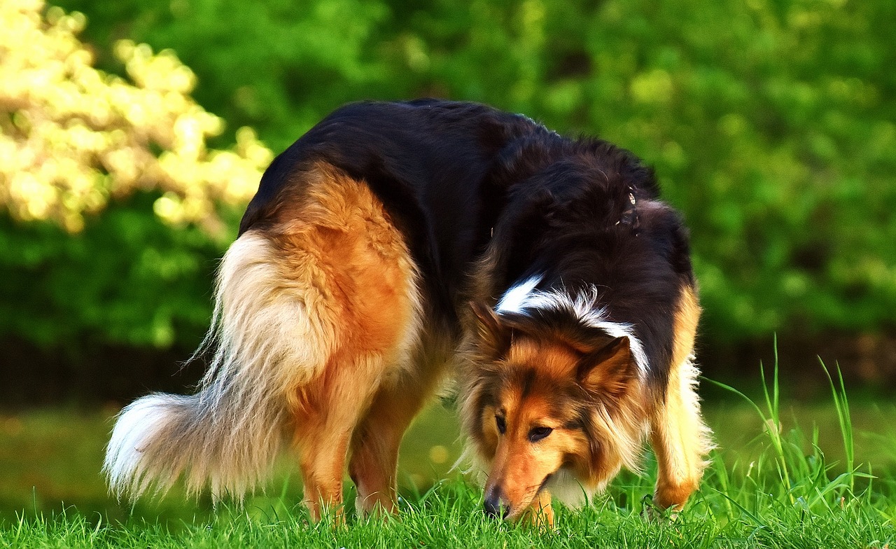 Image - collie dog animal pet
