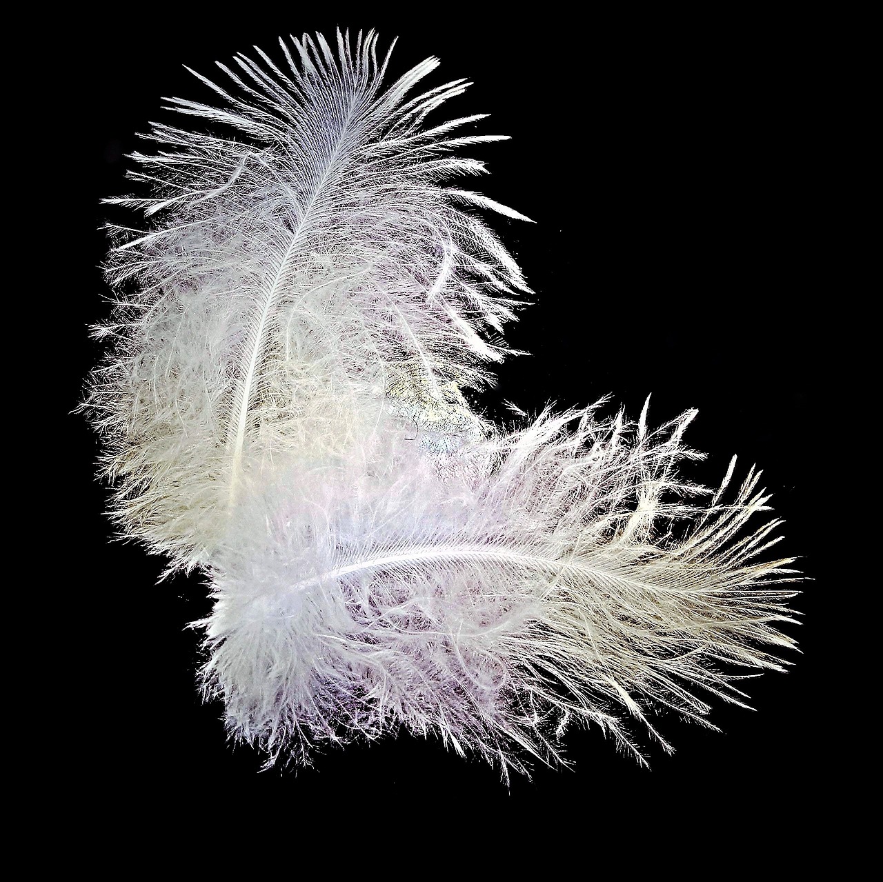 Image - feather bird feathers down