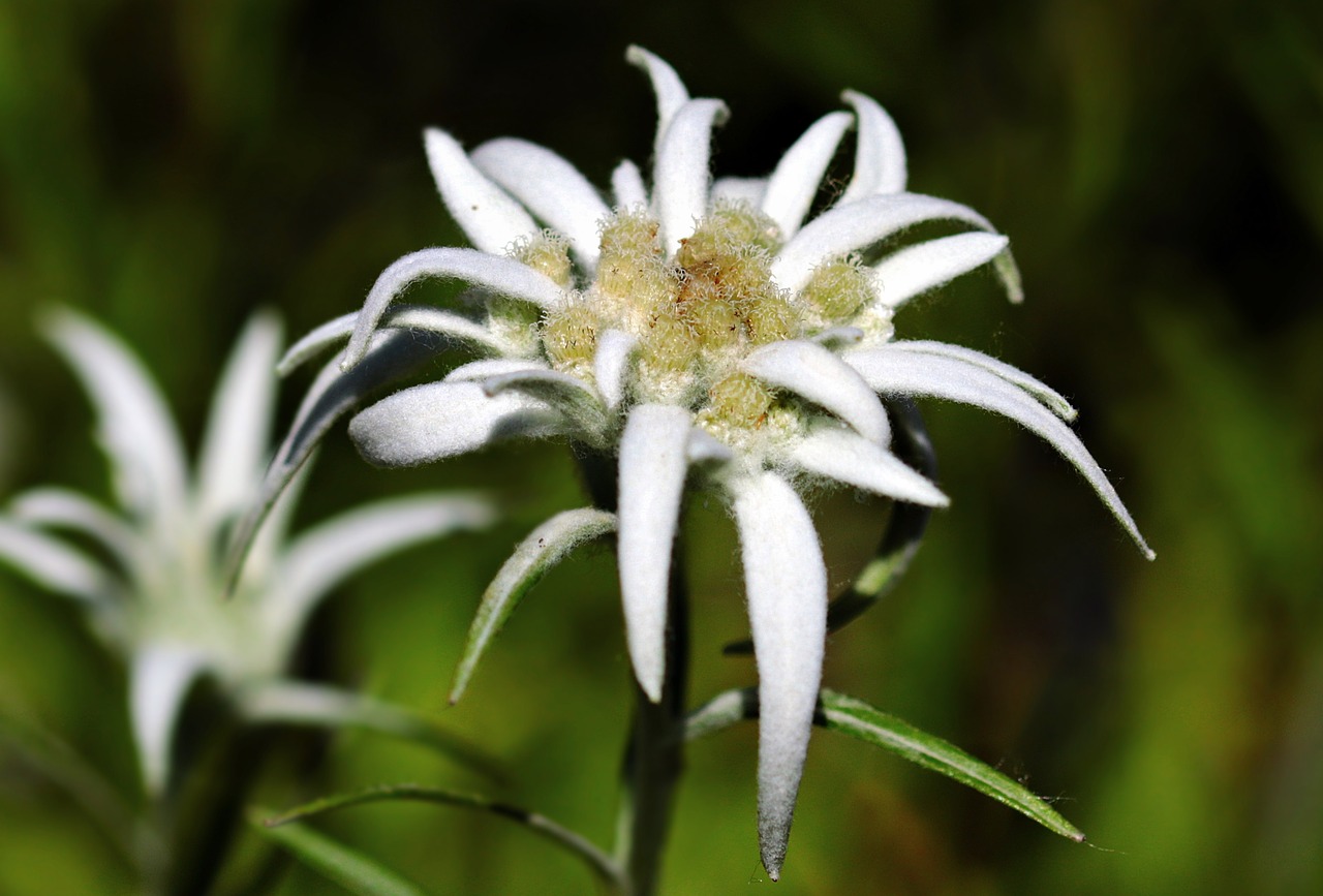 Image - flower edelweiss alpine edelweiß