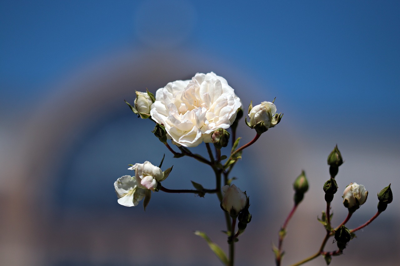 Image - flower white nature white flower