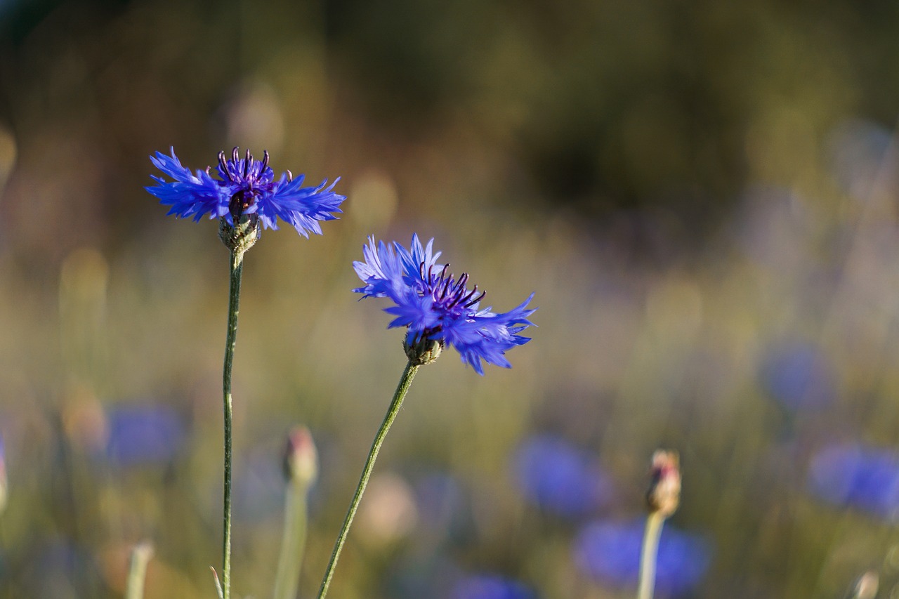 Image - flowers blue meadow cornflower