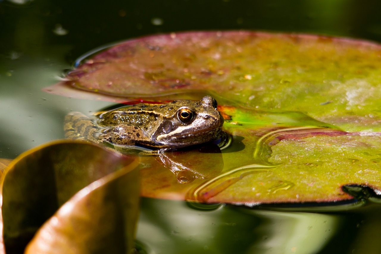 Image - frog pond water wildlife