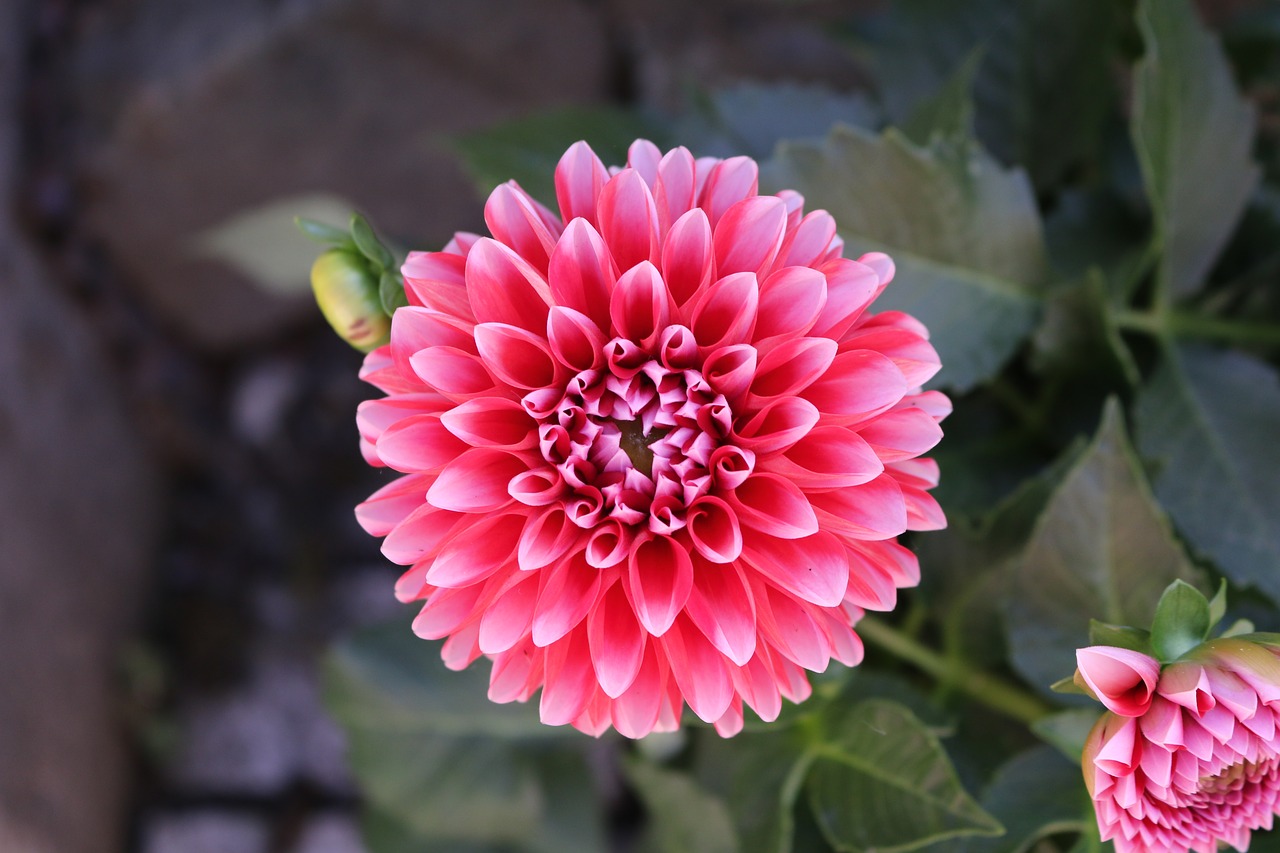 Image - dahlia flower blossom bloom garden