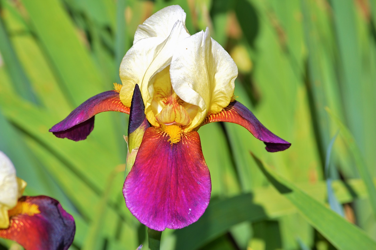 Image - iris flower lily blossom bloom