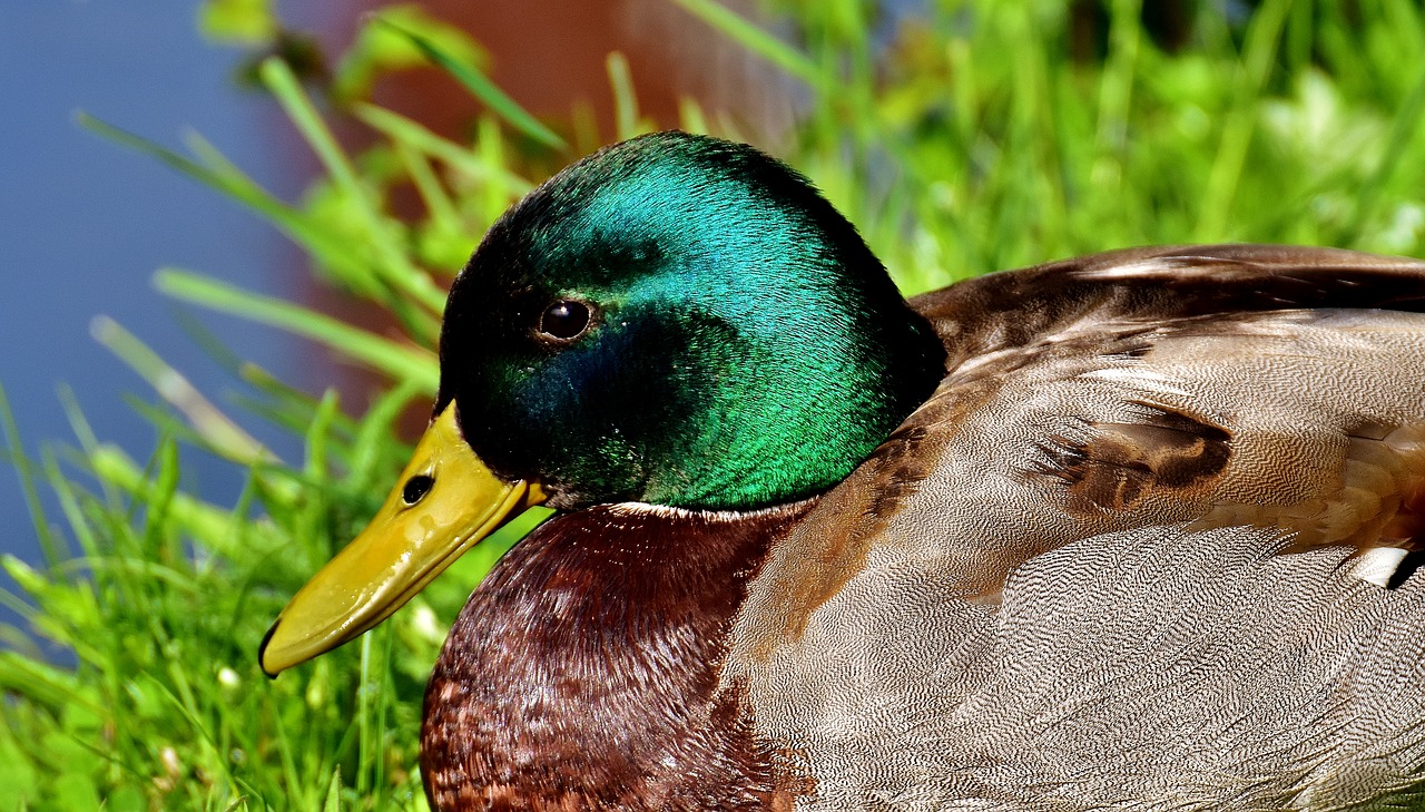 Image - duck mallard meadow rest drake