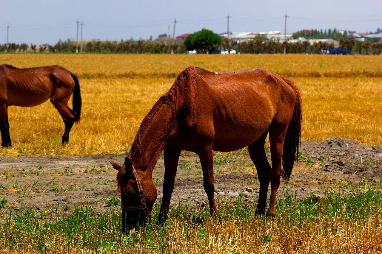 Image - horse fields brown nature animal