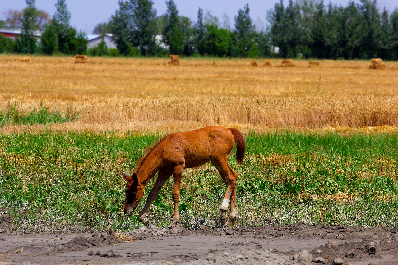 Image - horse fields brown nature animal