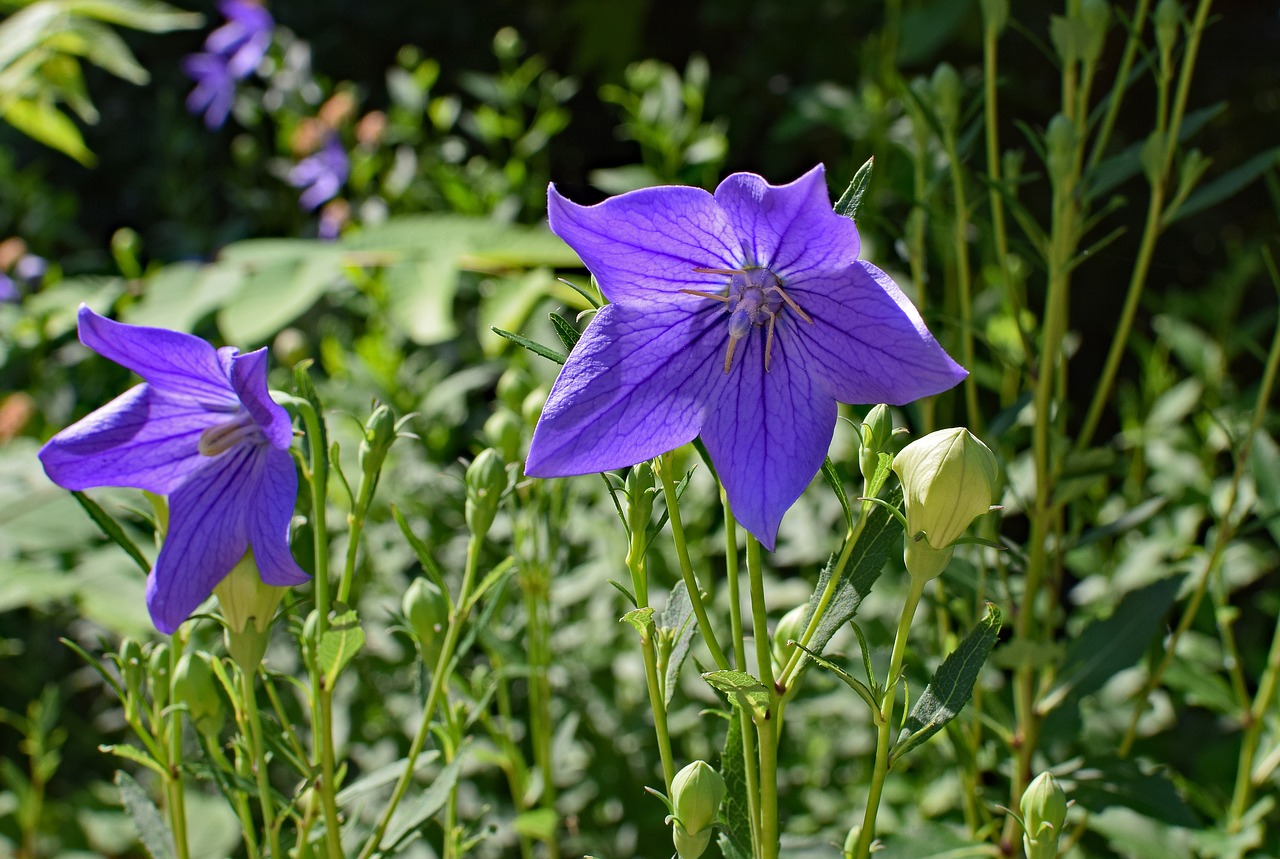 Image - campanula bellflower flower blossom