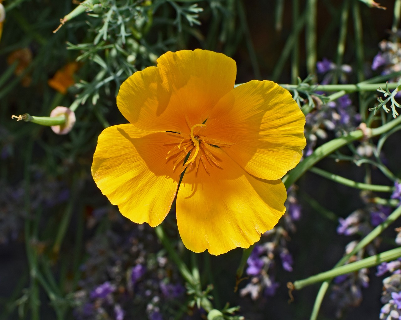 Image - iceland poppy flower blossom bloom