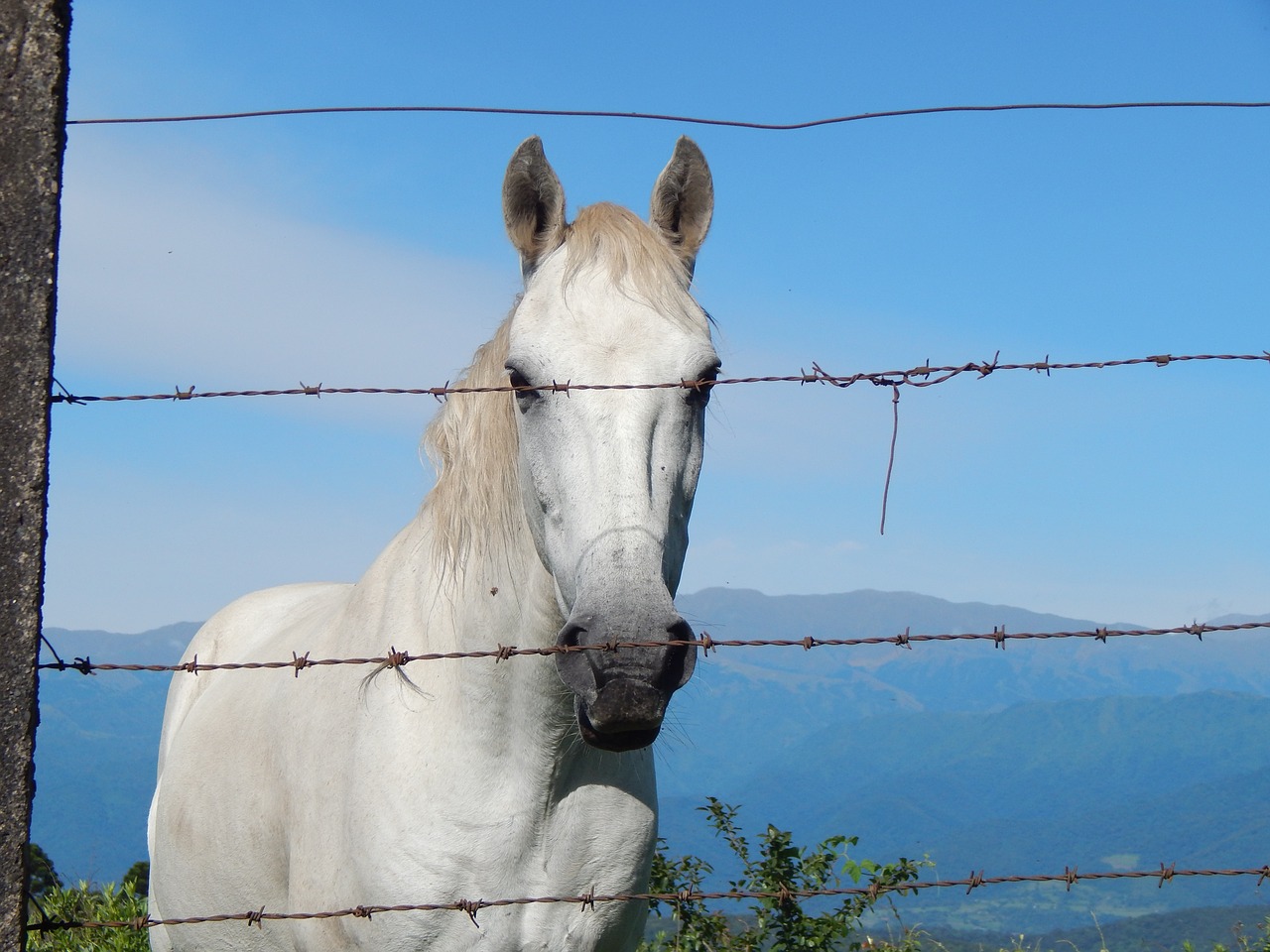 Image - horse equine white wired meek