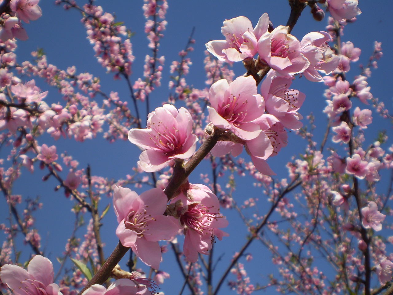 Image - flowers peach roses spring