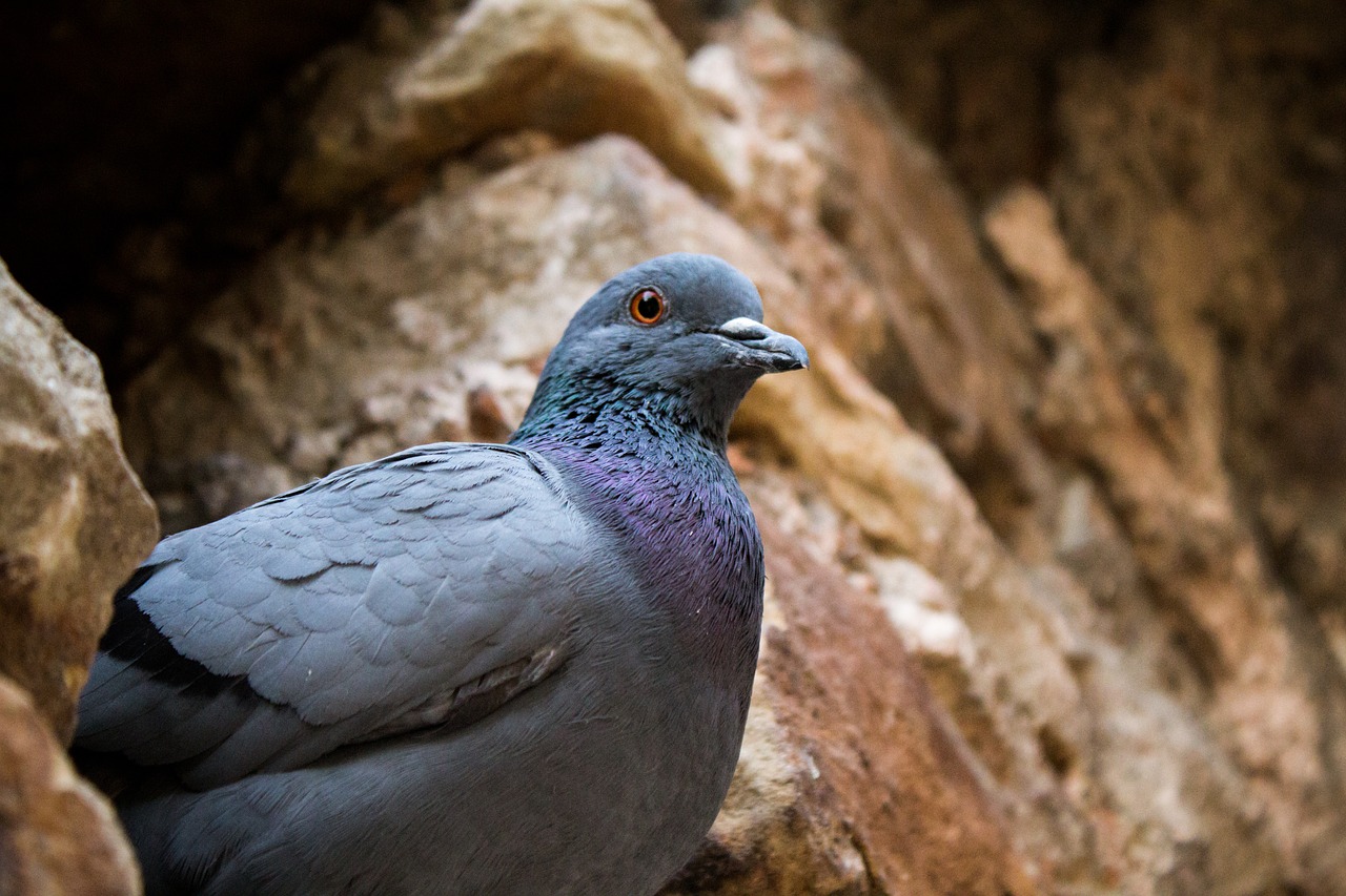 Image - bird pigeon photography