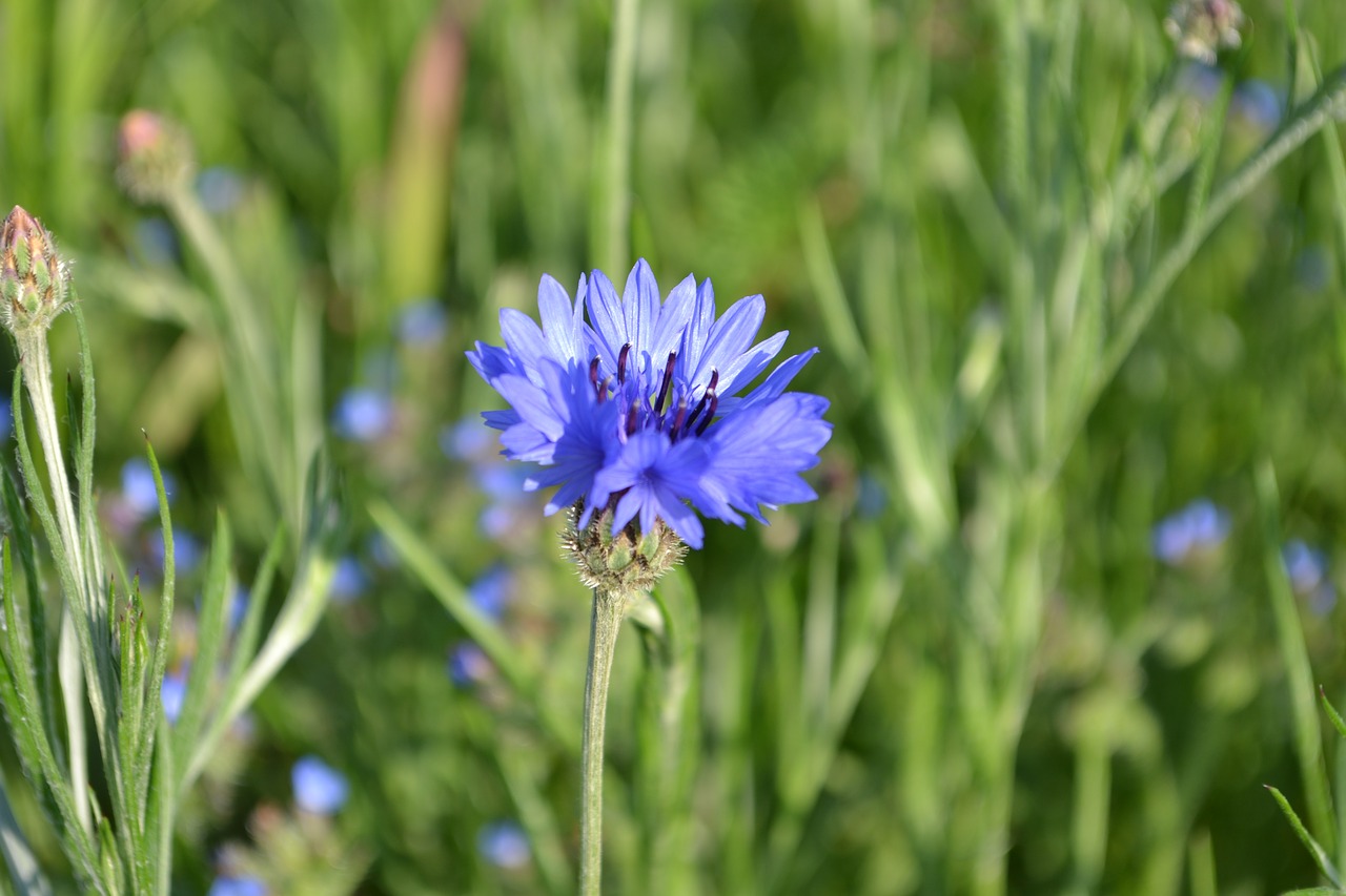 Image - cornflower meadow blue blossom