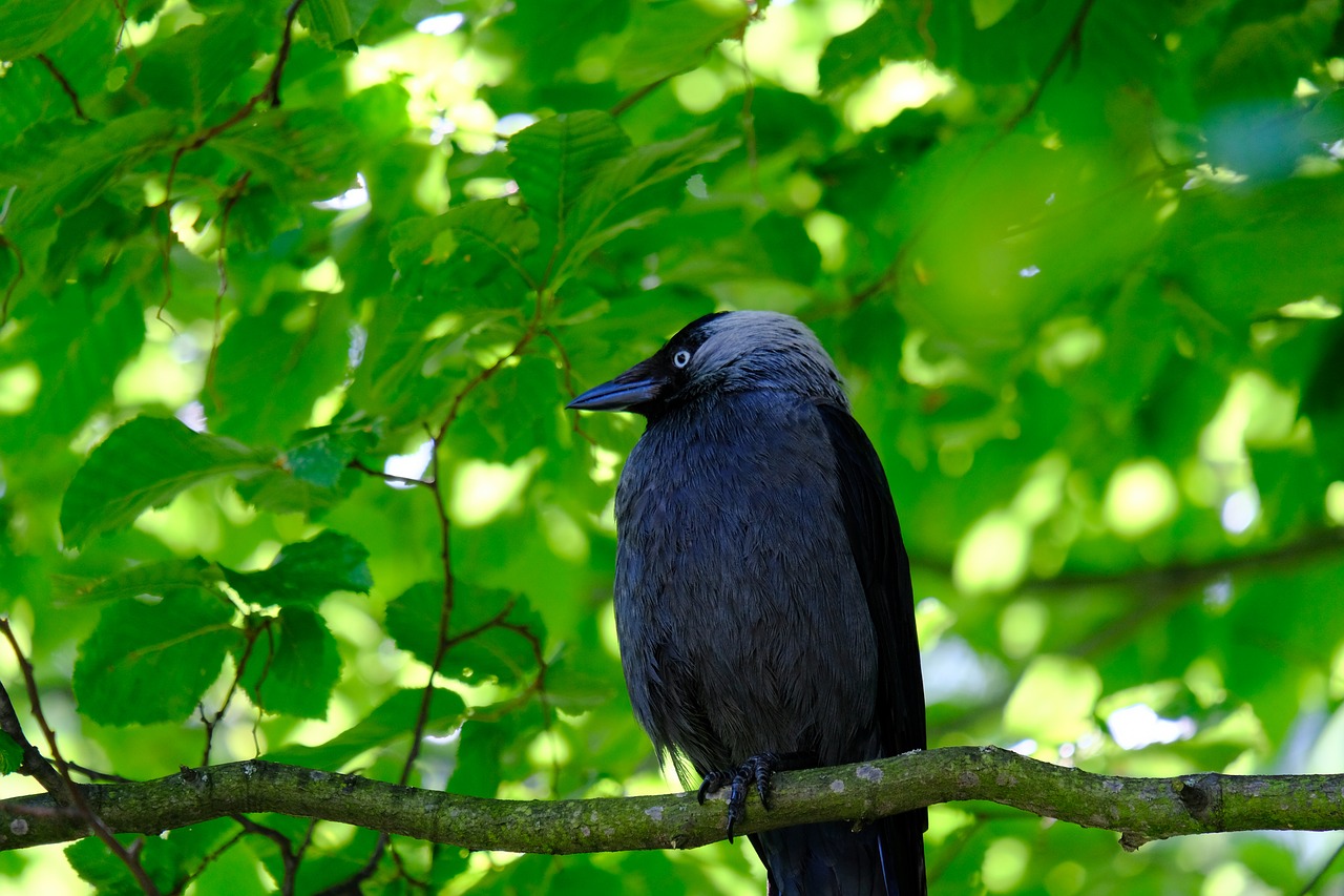 Image - jackdaw bird black raven bird