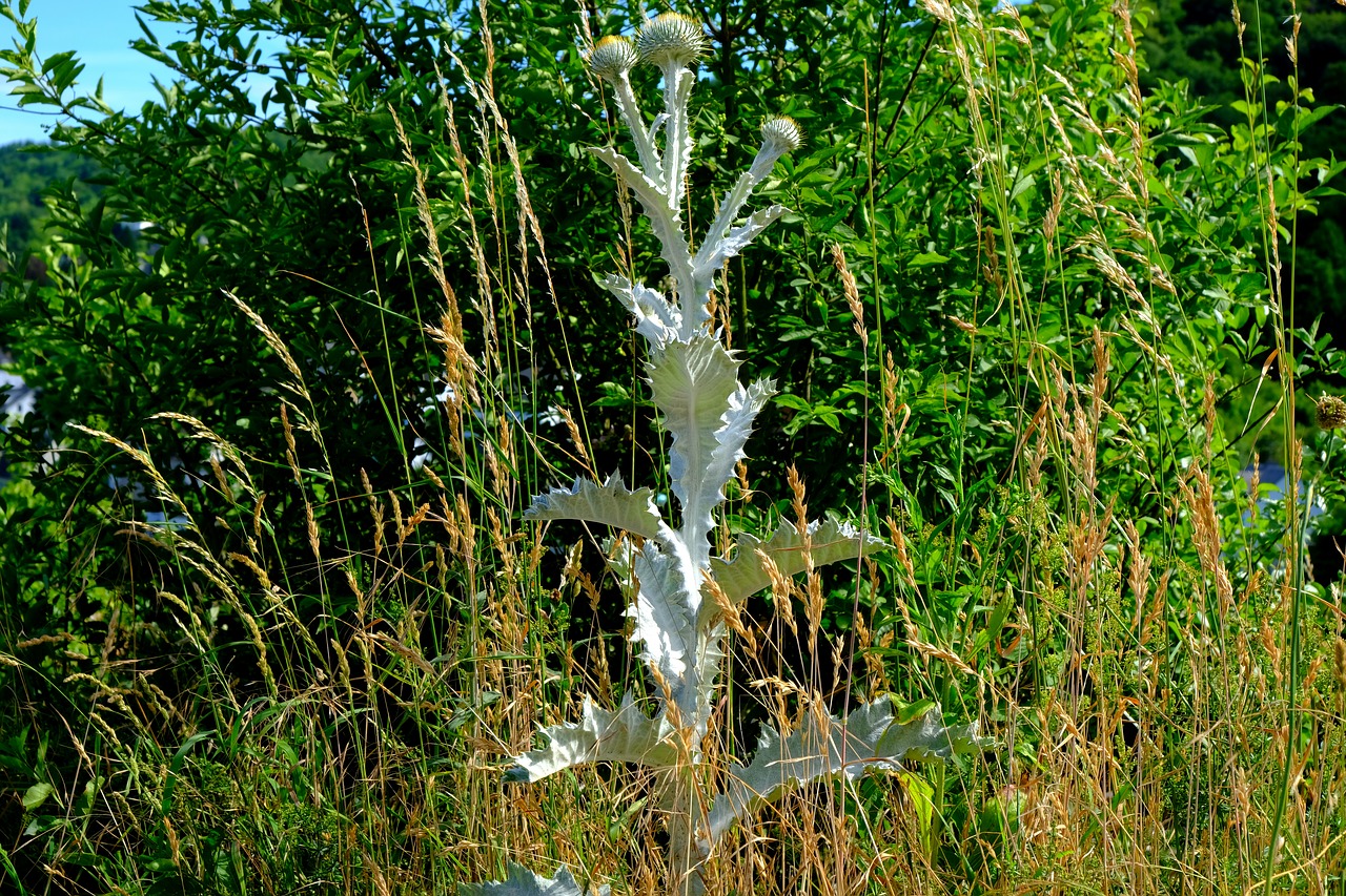 Image - silver thistle plant thistle