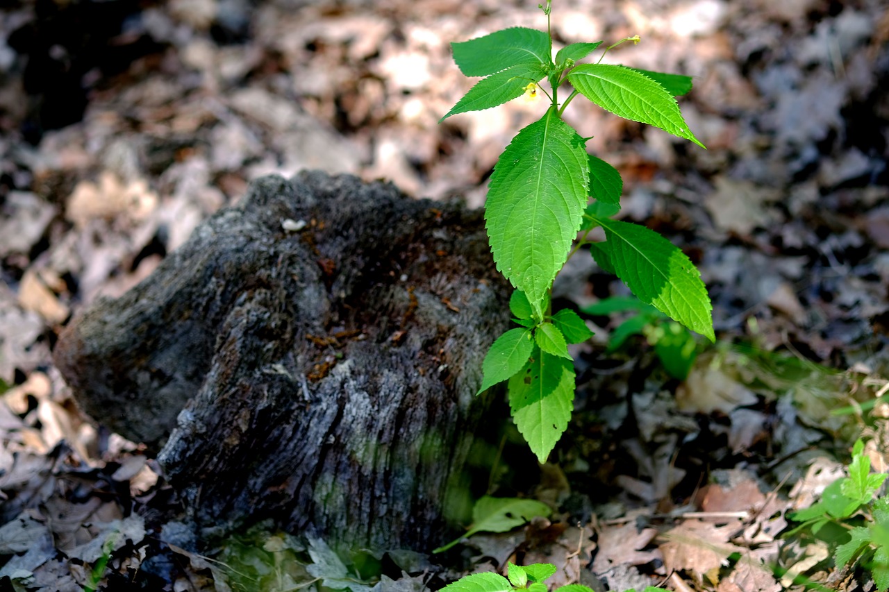 Image - plant green nature close