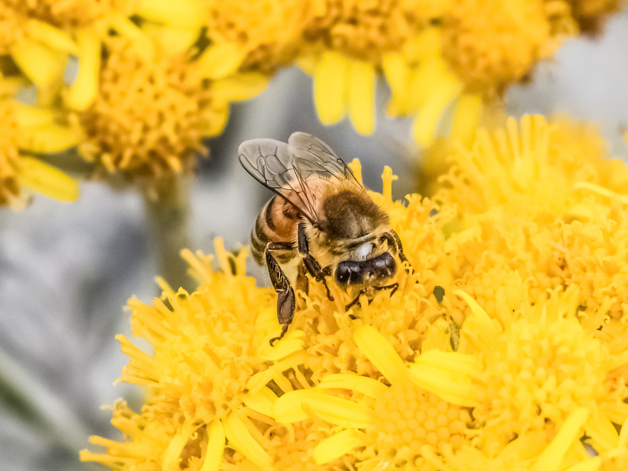 Image - fertilization bee flower yellow