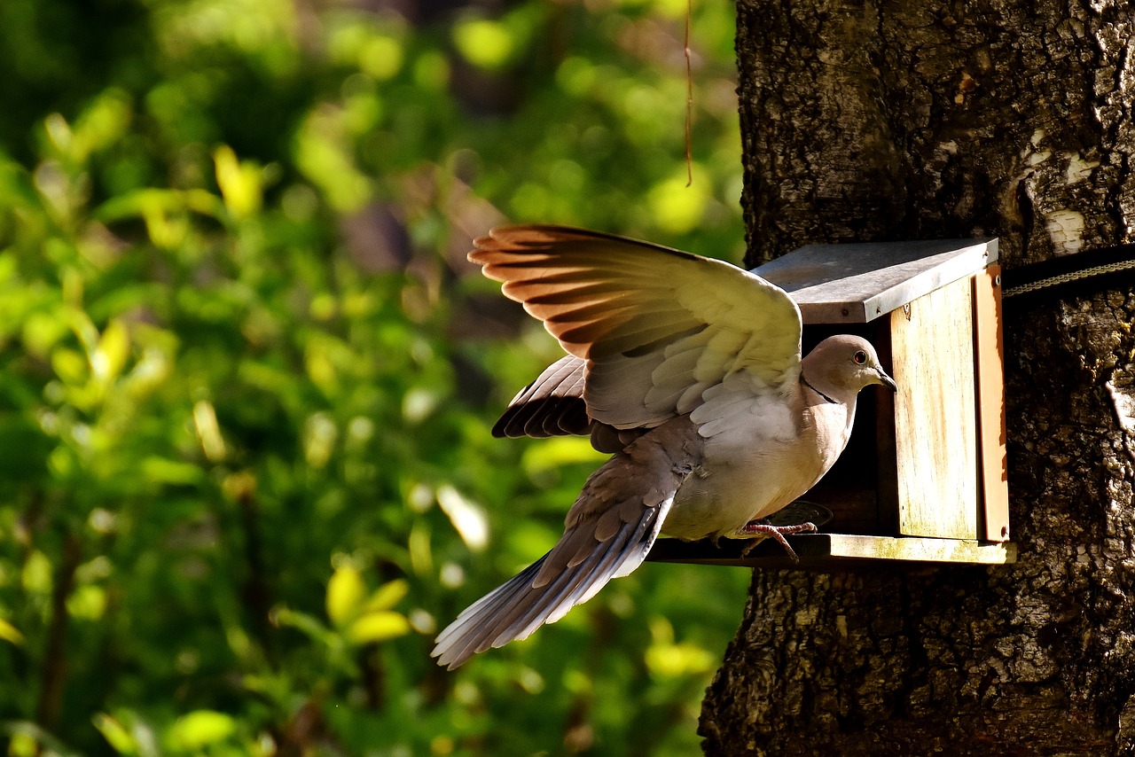 Image - dove bird food birds feather