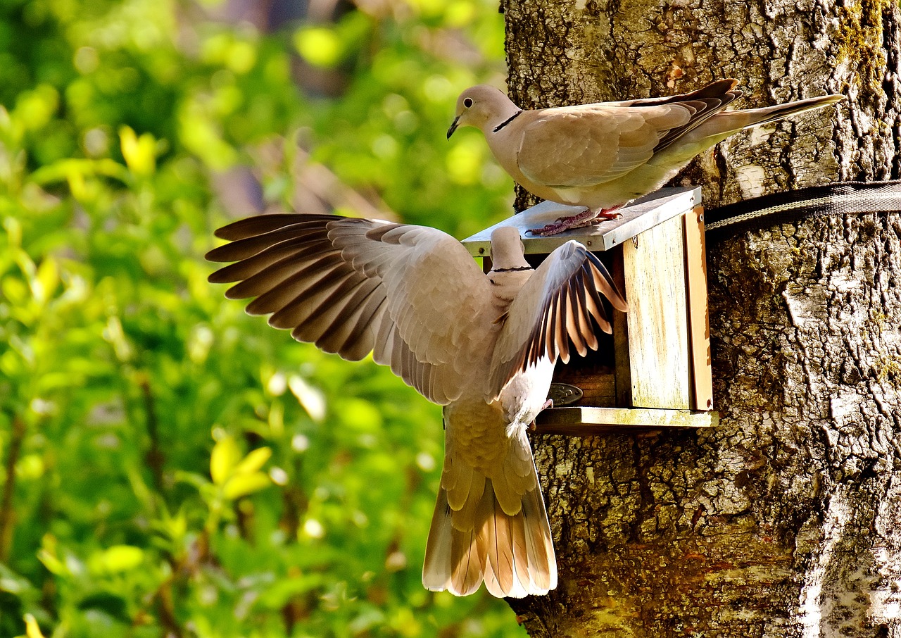 Image - pigeons bird food birds feather