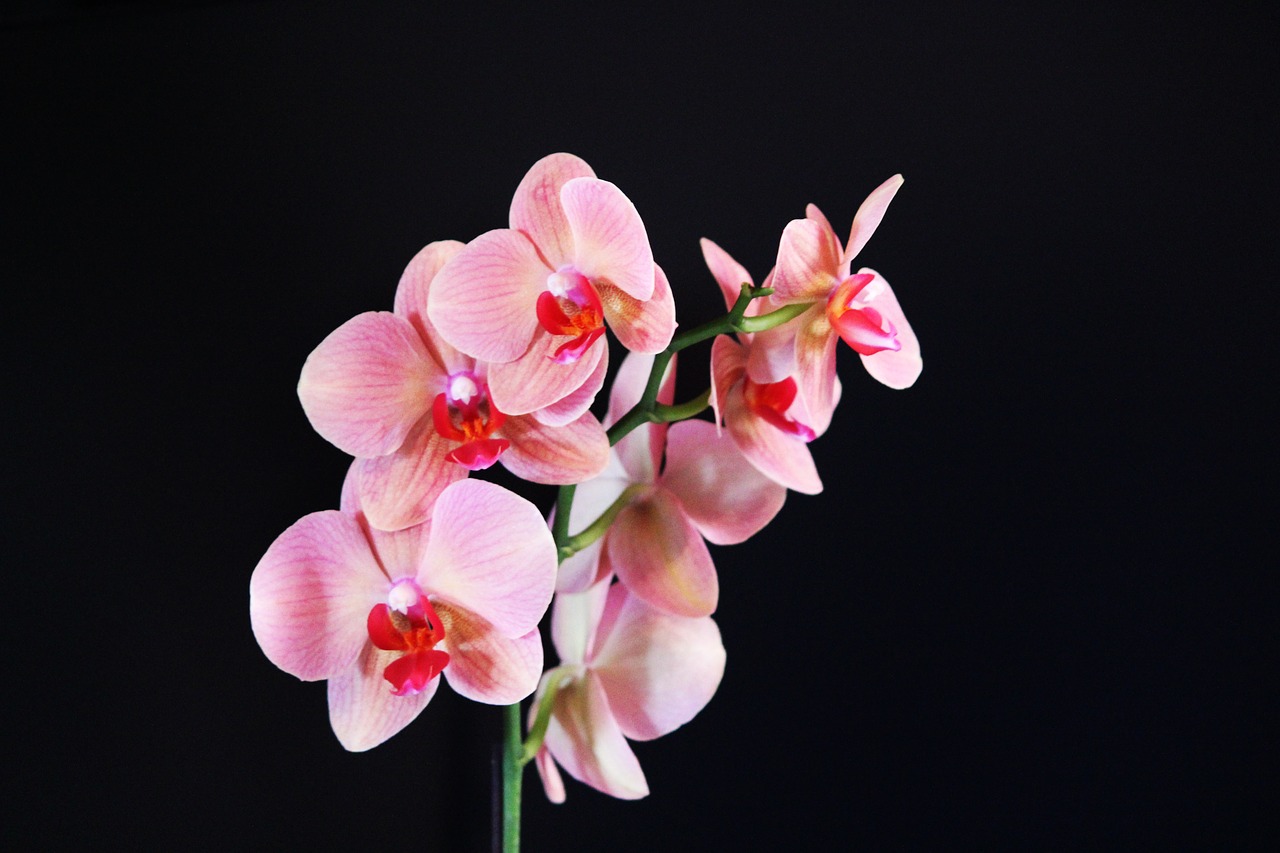 Image - orchid flower pink nature exotic