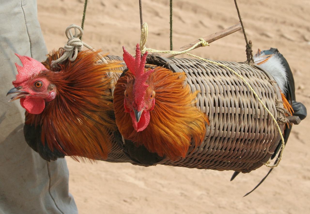 Image - trapped chicken cage rooster