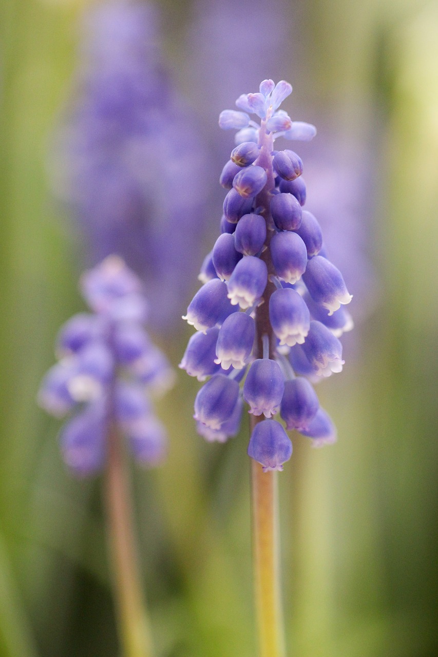 Image - grape hyacinth blue nature spring