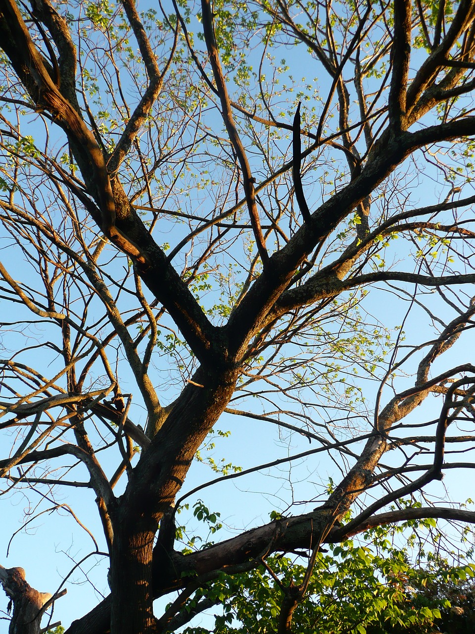 Image - tree sky blue green brown summer