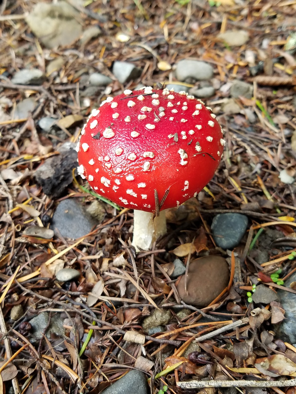 Image - new zealand red mushroom red