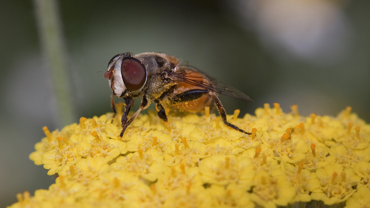 Image - insect nature flower global warming