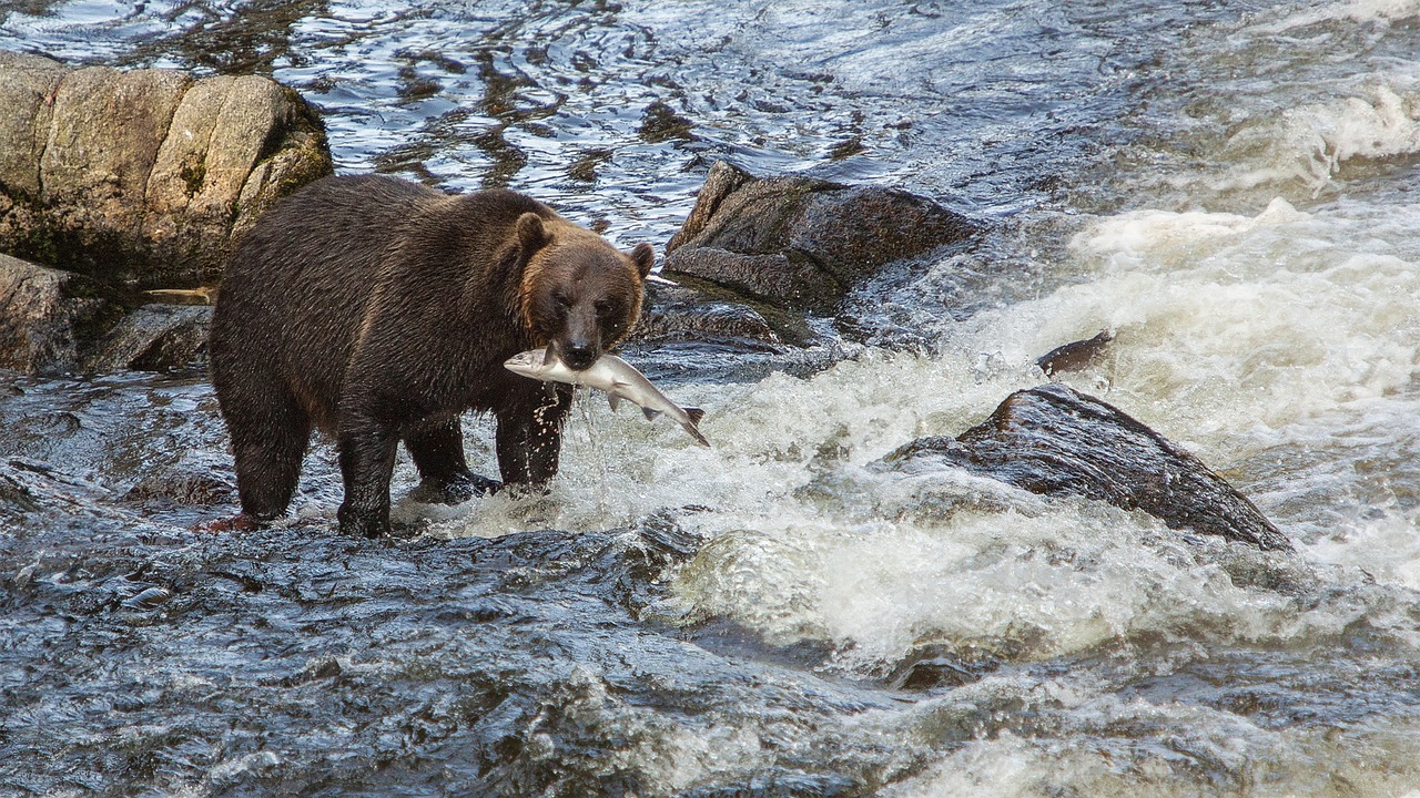 Image - bear fishing fish animal wildlife