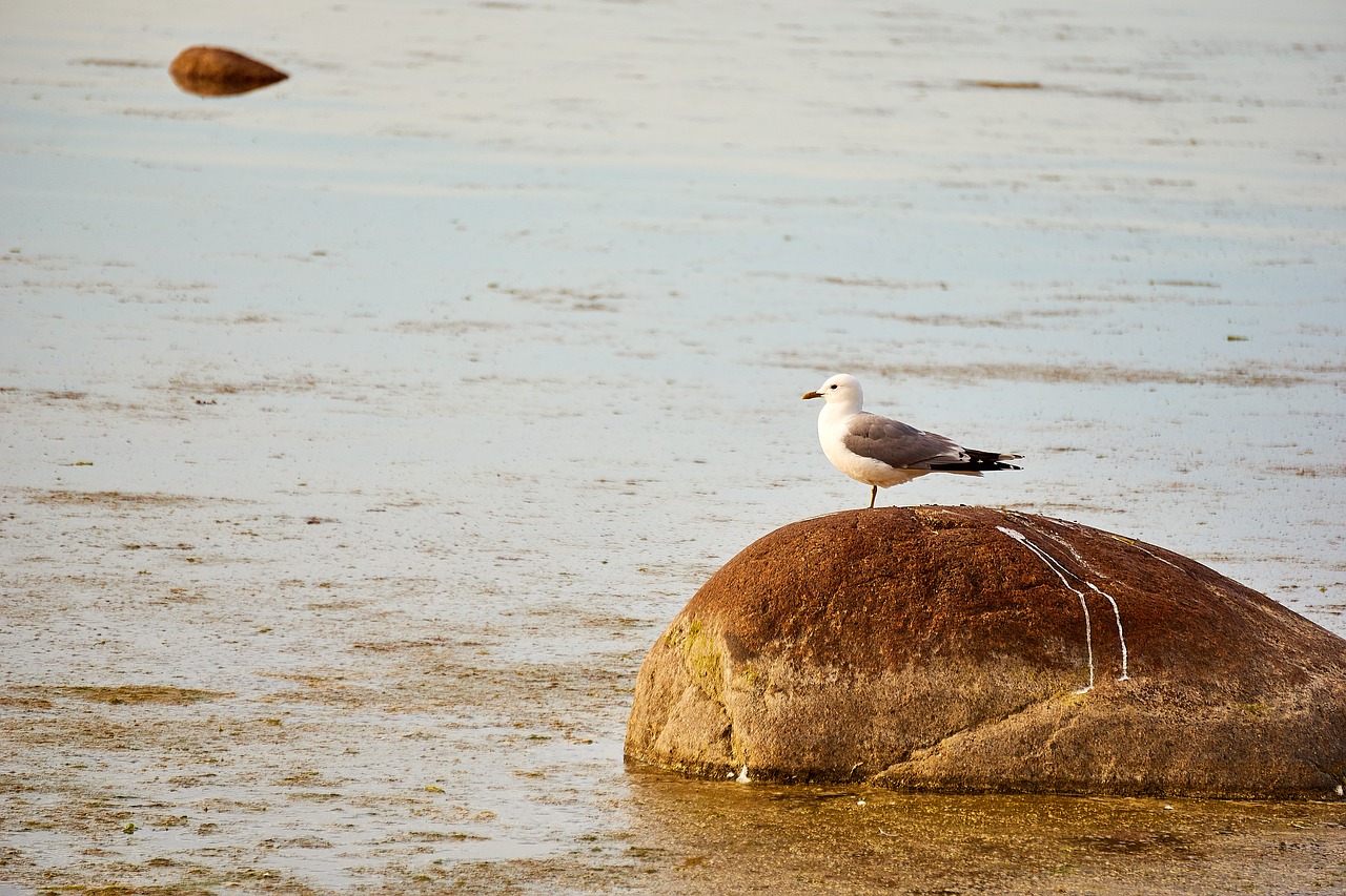 Image - estonia baltic sea seagull bird