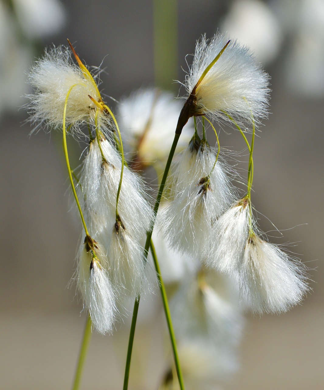 Image - bodensee the beach hair grass