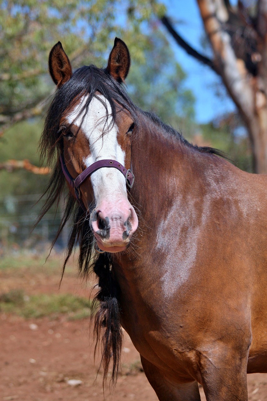 Image - clydesdale mare bay brown horses