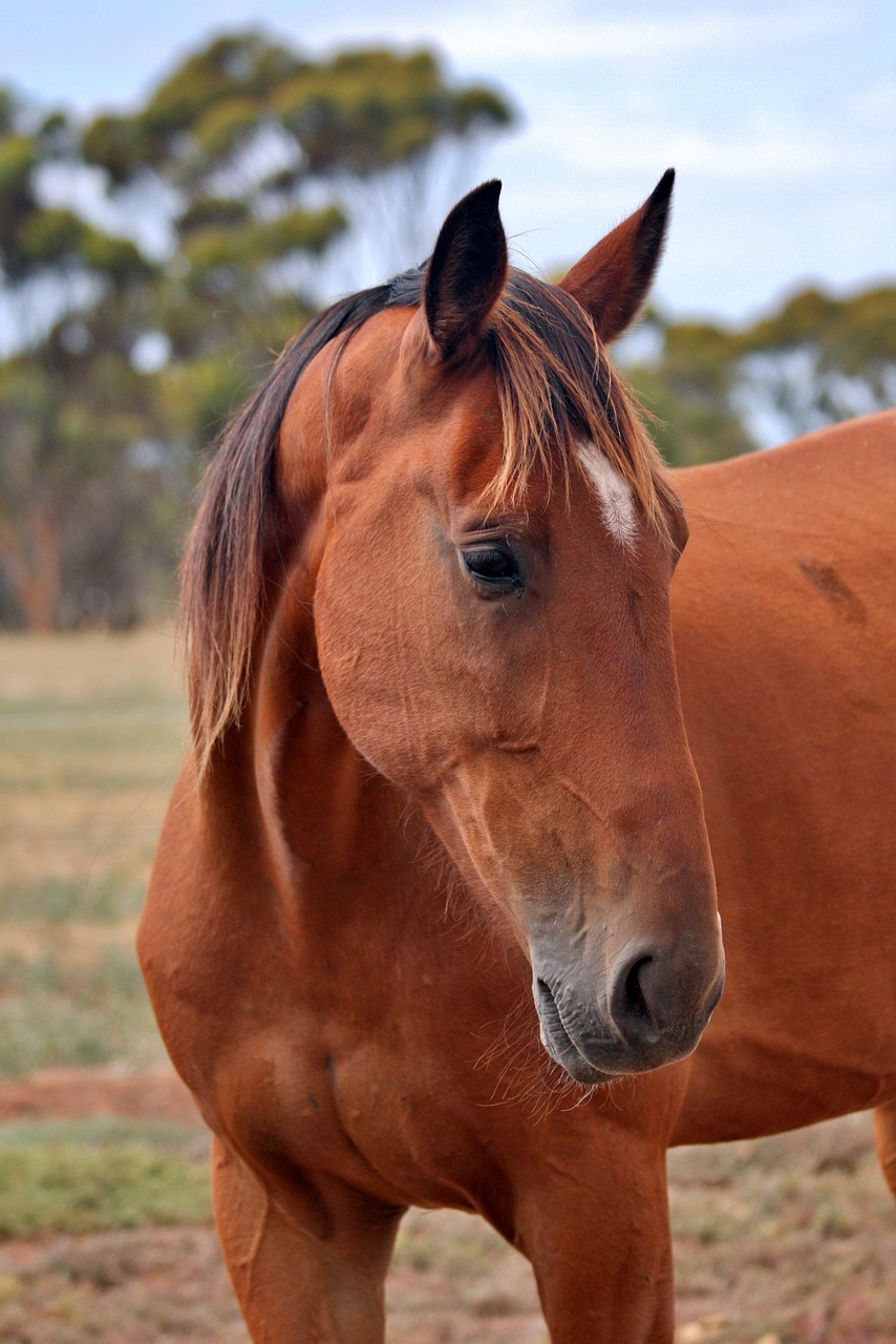 Image - horses equine horse gelding bay