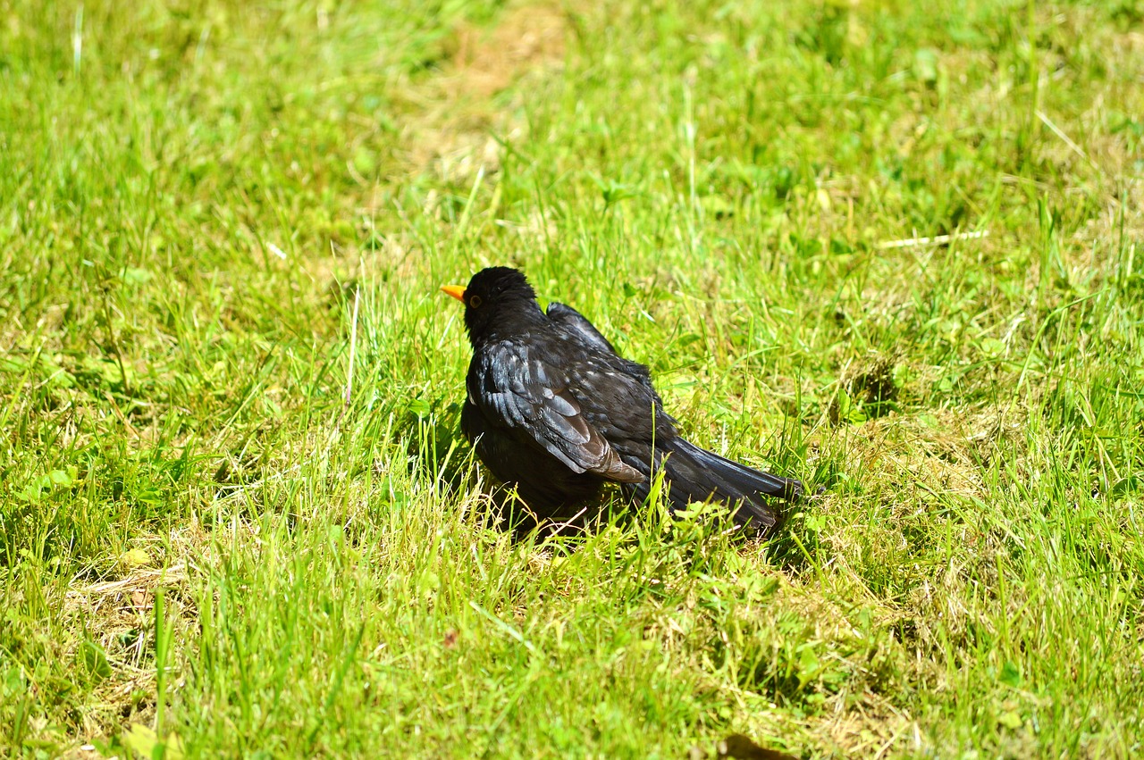 Image - blackbird bird songbird animal