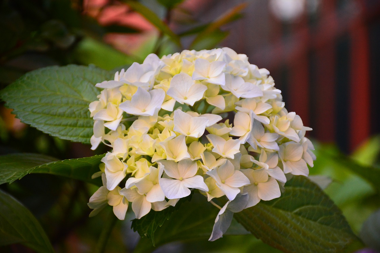 Image - flower hydrangea the scenery