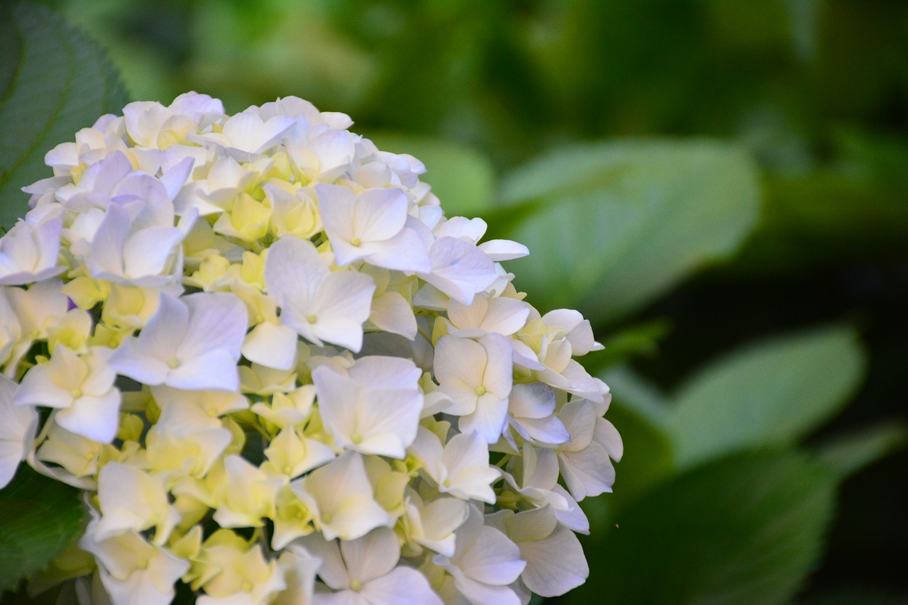 Image - flower hydrangea the scenery