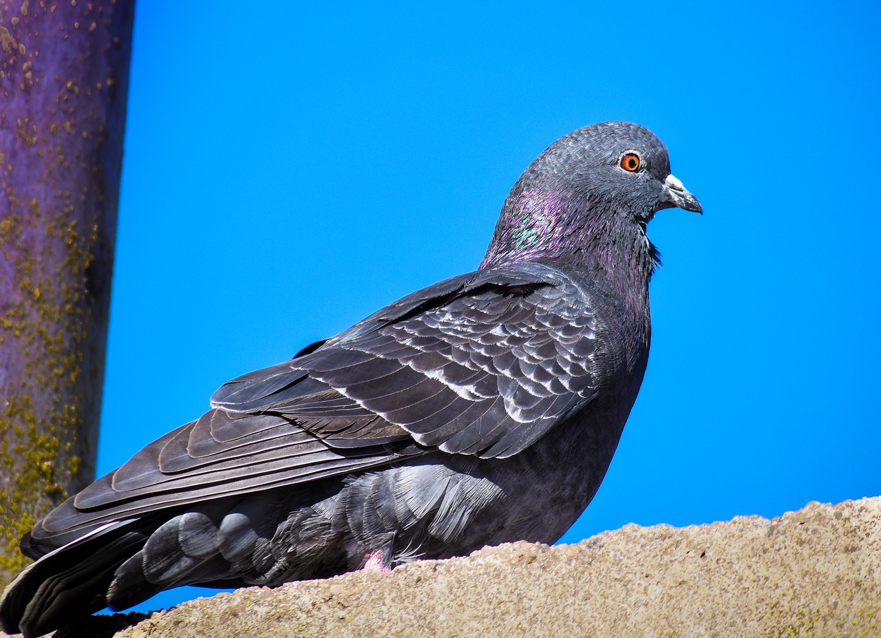 Image - paloma ave feathers bird