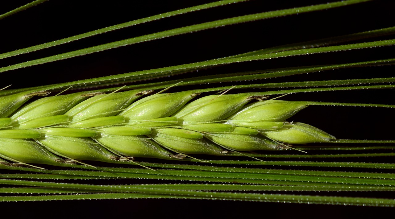Image - barley close cereals ear grain