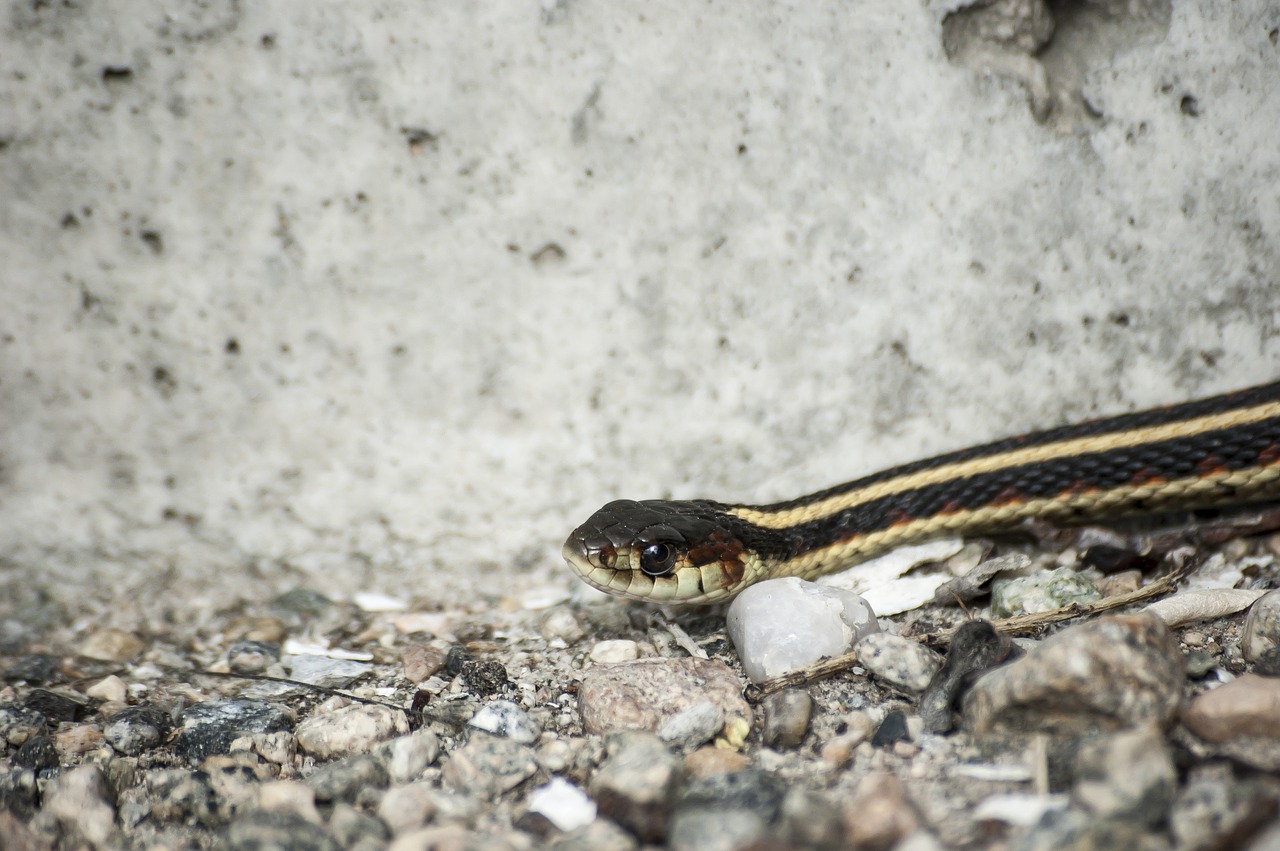 Image - snake garter reptile wildlife