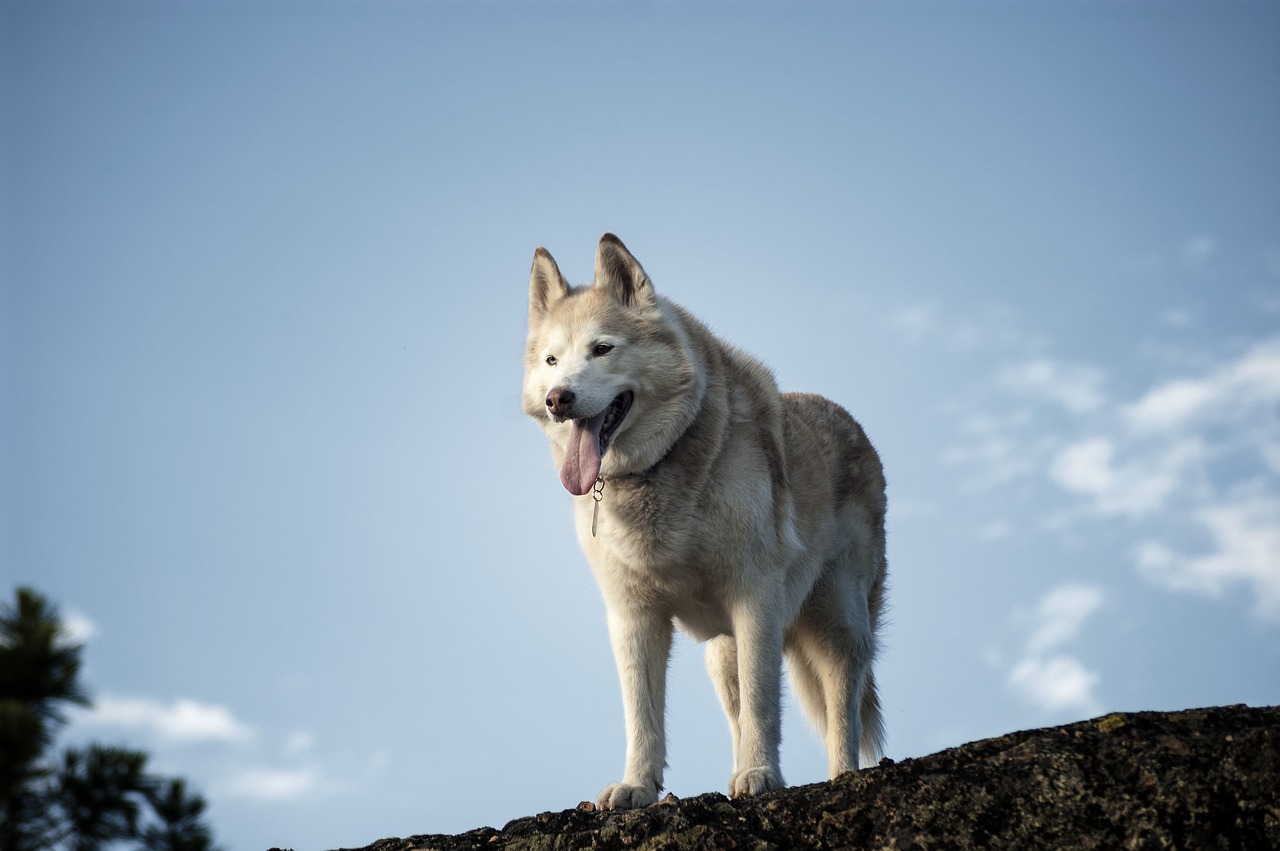 Image - siberian husky dog animal pet