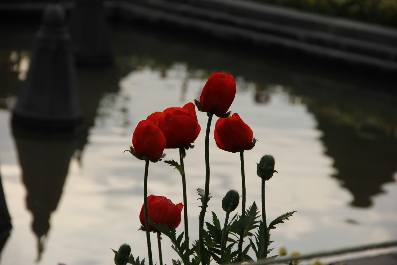 Image - tulip garden natural kashmir