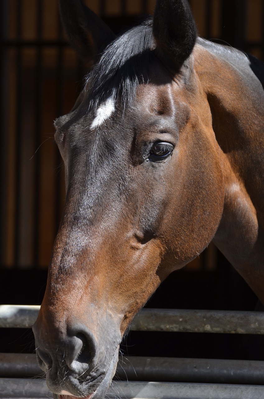 Image - horse main and state stud marbach
