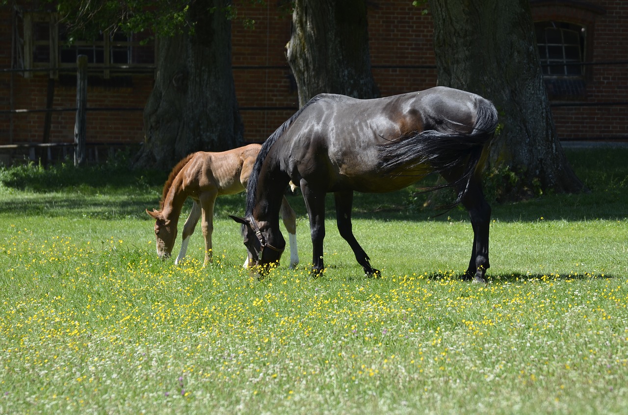 Image - main and state stud marbach foal