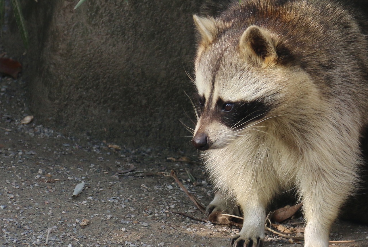 Image - coon animal zoo