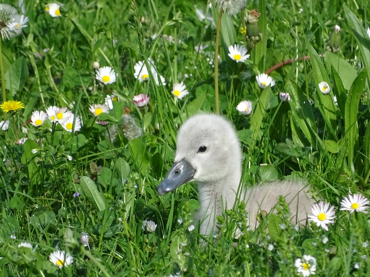 Image - swan duckling ugly young pride