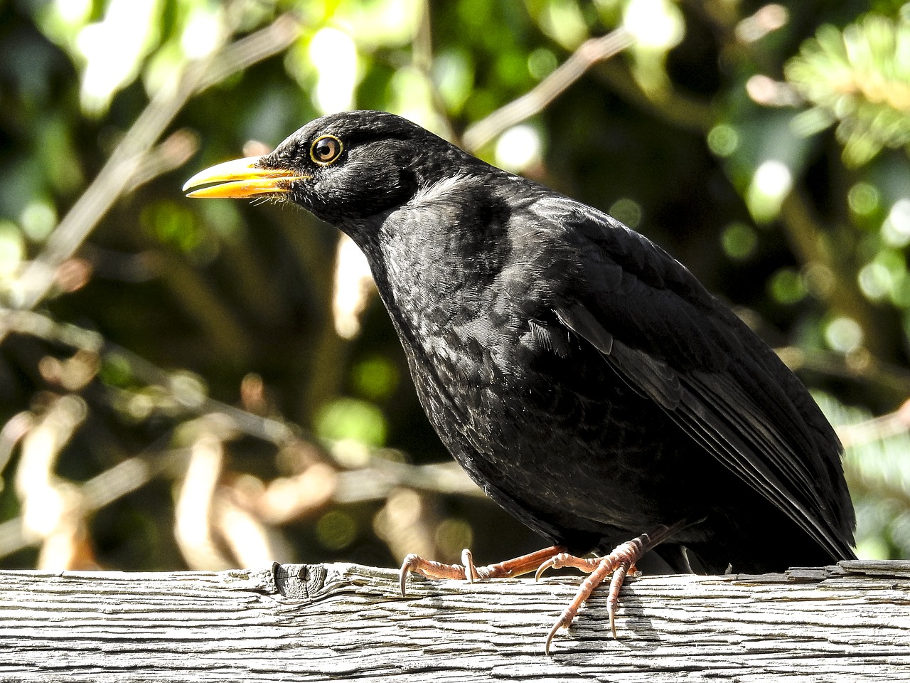 Image - blackbird bird songbird garden bird